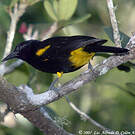 Oriole de Porto Rico