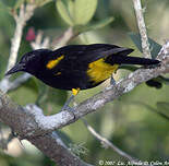 Oriole de Porto Rico