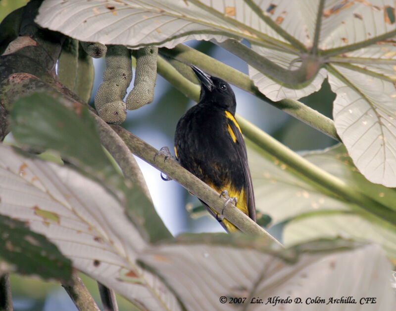 Puerto Rican Oriole