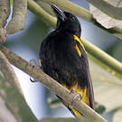 Oriole de Porto Rico