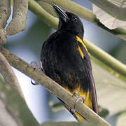 Puerto Rican Oriole