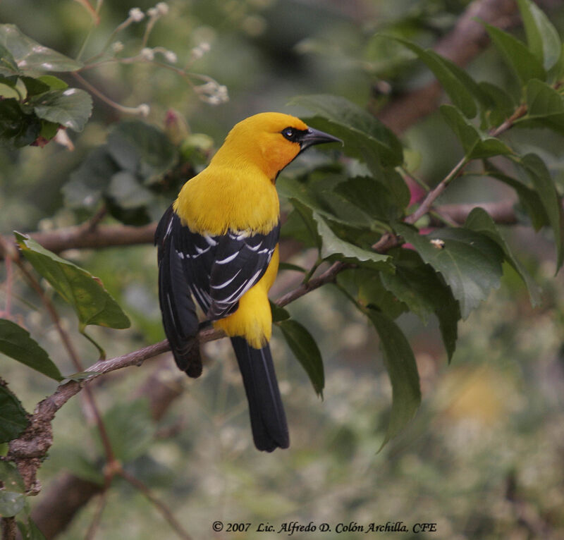 Oriole jaune