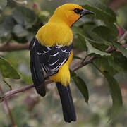 Oriole jaune