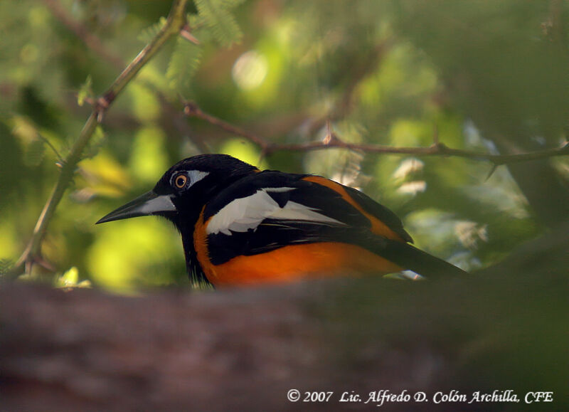 Venezuelan Troupial