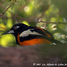 Oriole troupiale