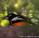 Oriole troupiale