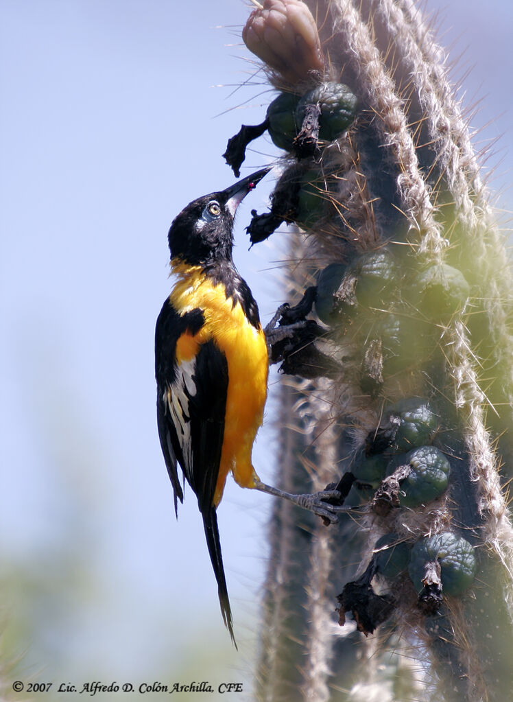 Oriole troupiale