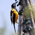 Oriole troupiale