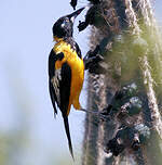 Oriole troupiale