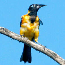 Oriole troupiale