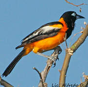 Oriole troupiale