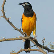 Oriole troupiale