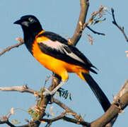 Oriole troupiale