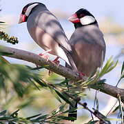 Java Sparrow