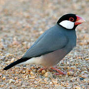 Java Sparrow