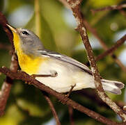 Northern Parula