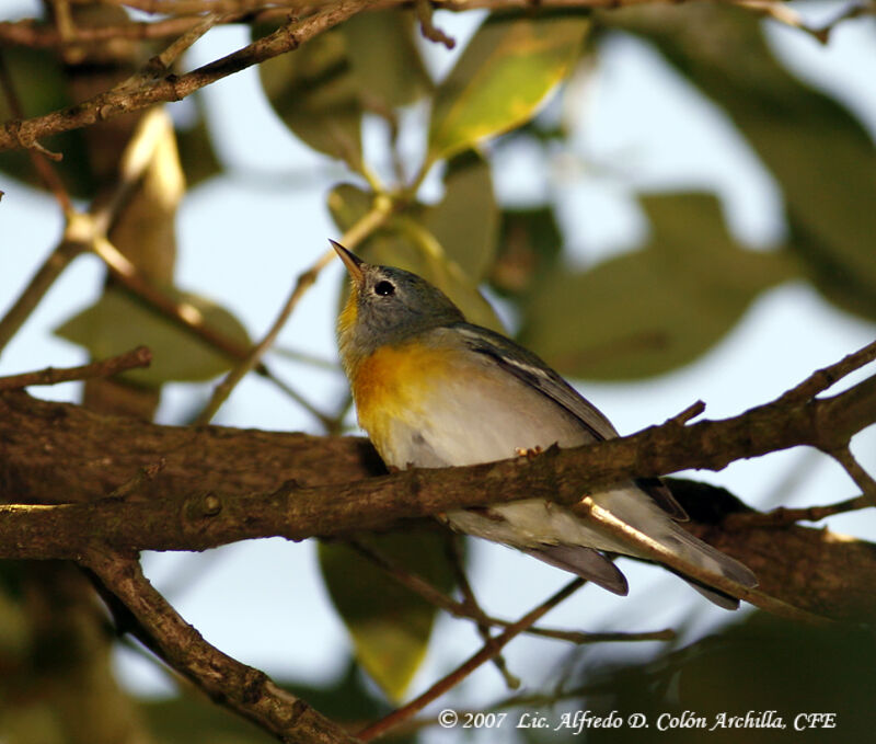 Northern Parula