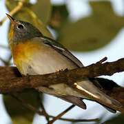 Northern Parula