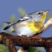 Northern Parula