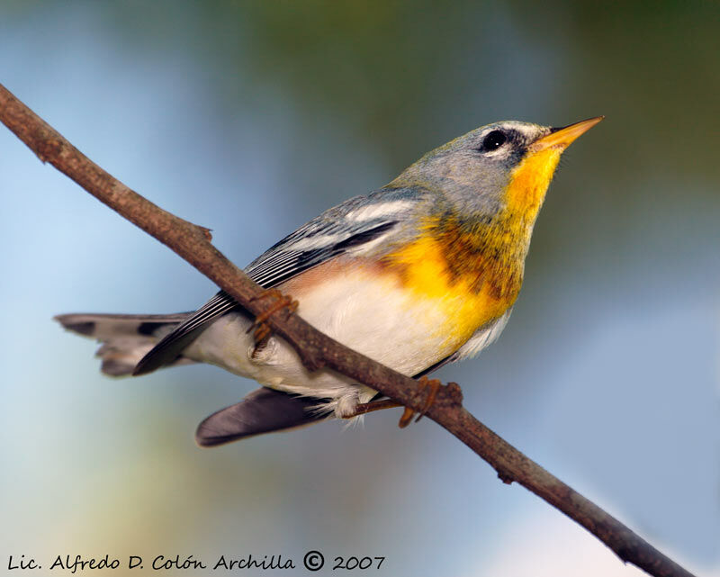 Northern Parula