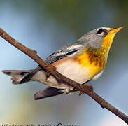 Northern Parula