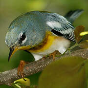 Northern Parula