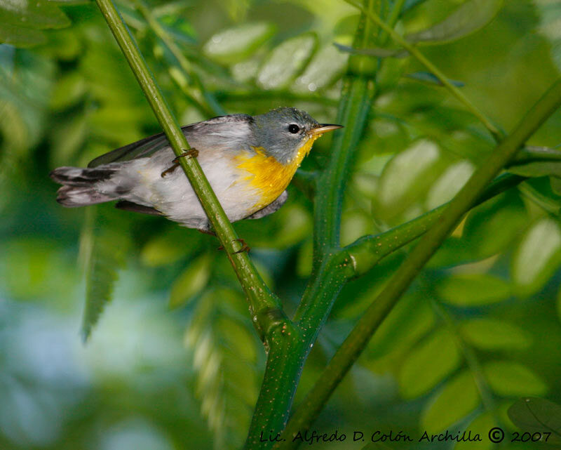 Northern Parula