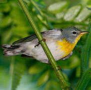 Northern Parula