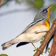 Northern Parula