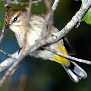 Palm Warbler