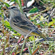 Palm Warbler