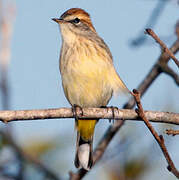 Palm Warbler