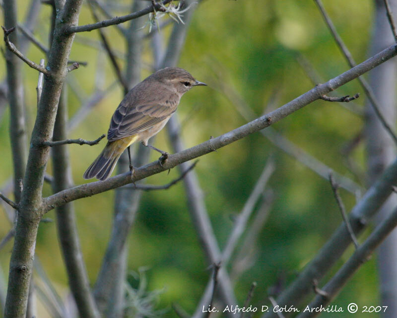 Palm Warbler