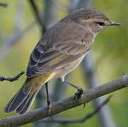 Palm Warbler