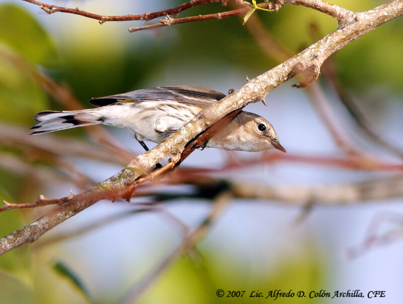 Myrtle Warbler