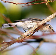 Myrtle Warbler