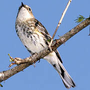 Myrtle Warbler