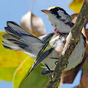 Chestnut-sided Warbler