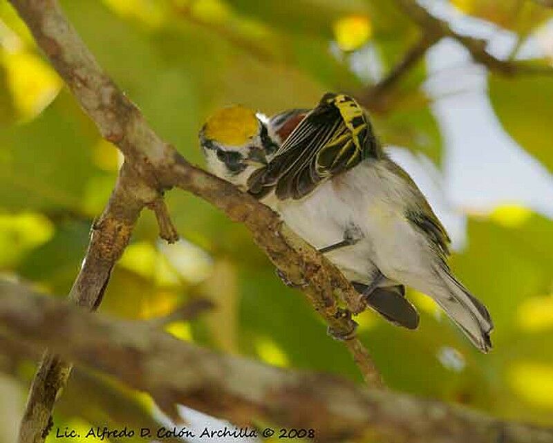 Chestnut-sided Warbler