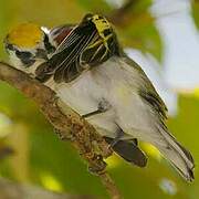 Chestnut-sided Warbler