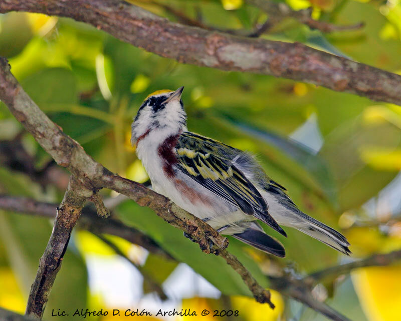 Chestnut-sided Warbler