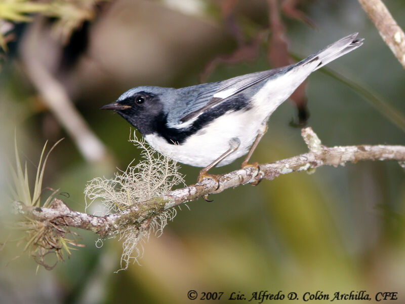 Paruline bleue