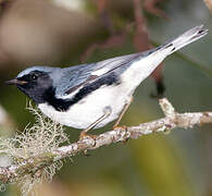 Black-throated Blue Warbler