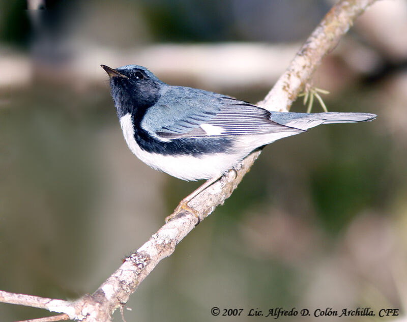 Black-throated Blue Warbler