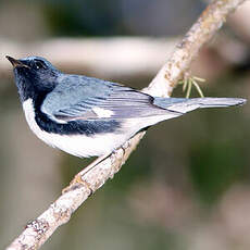 Paruline bleue