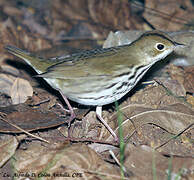 Ovenbird