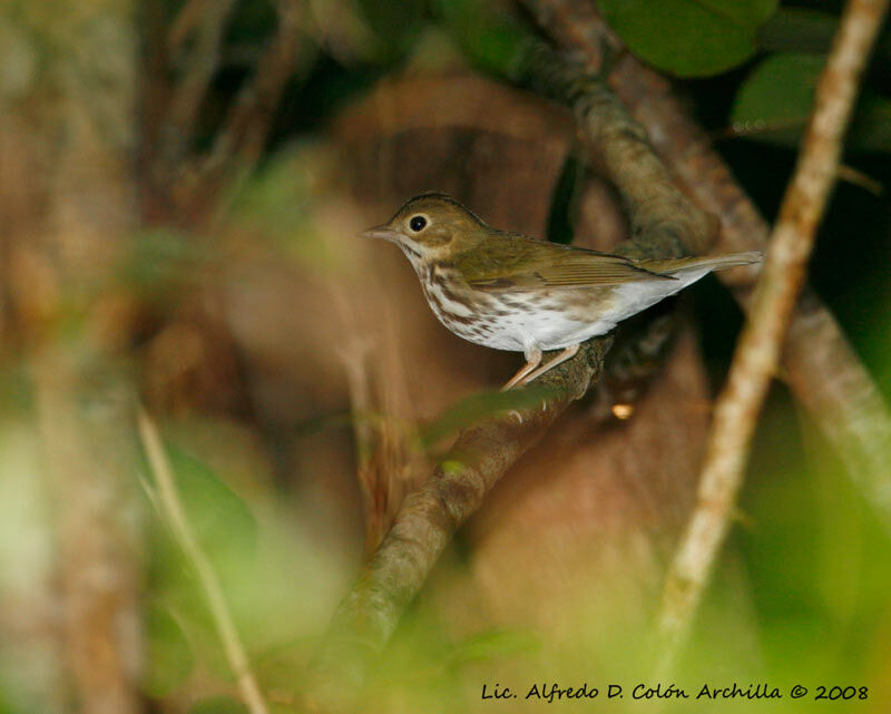 Ovenbird