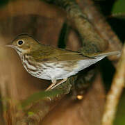 Ovenbird