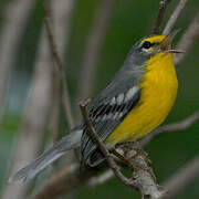 Adelaide's Warbler