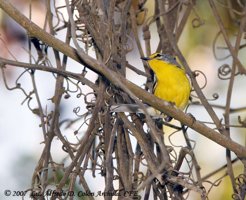 Adelaide's Warbler